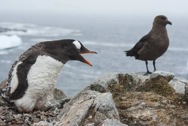 Gentoo pinguim ninho de muda perto do skua polar sul era disti — Fotografia de Stock