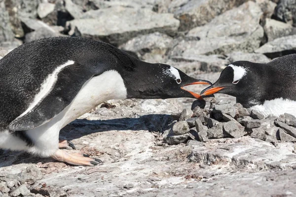 Männlicher Gentoo-Pinguin, der den Stein in das Nest legt, in dem — Stockfoto