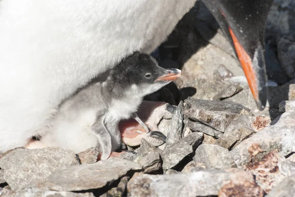 Frisch geschlüpfte Küken Gentoo Pinguin sitzt auf den weiblichen Beinen — Stockfoto