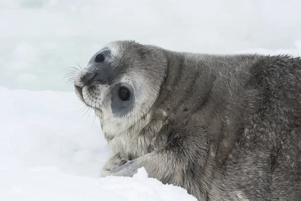 Weddell foca bebé que está acostado en el hielo girando la cabeza — Foto de Stock