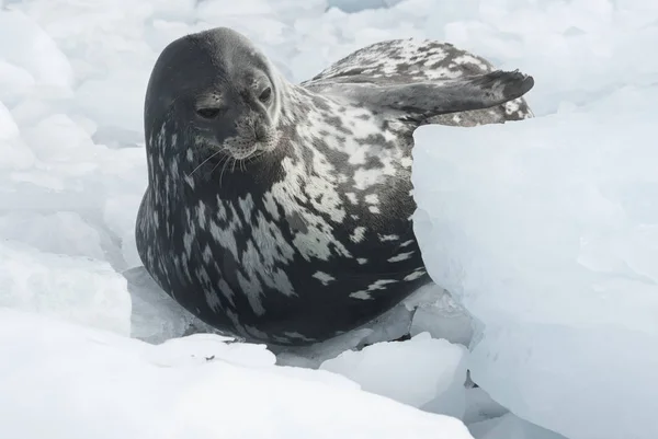 Weddell-zeehond die onder de ice floes winterdag ligt — Stockfoto