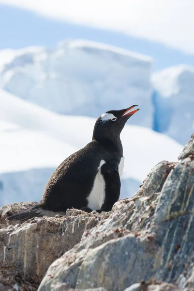 Самка Gentoo пингвин сидит на гнезде на фоне — стоковое фото