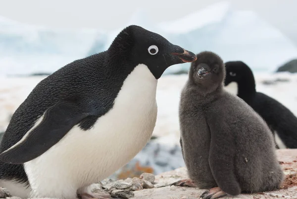 Penguin Adelie samice a mládě na hnízdě — Stock fotografie