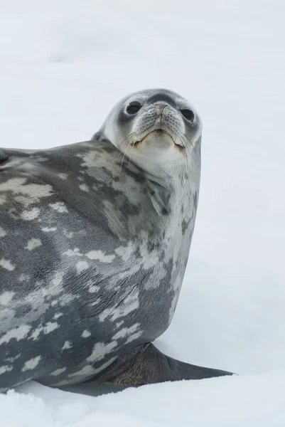 Retrato de um selo Weddell deitado de lado no gelo — Fotografia de Stock