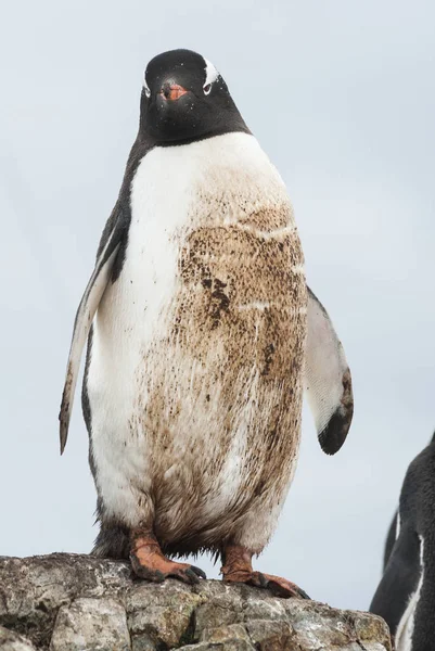 Gentoo penguin standing on the rocks and mired in the mud of the — Stock Photo, Image