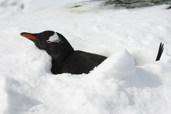 Gentoo penguin liggande i snön hålet efter en övernattning snö ho — Stockfoto