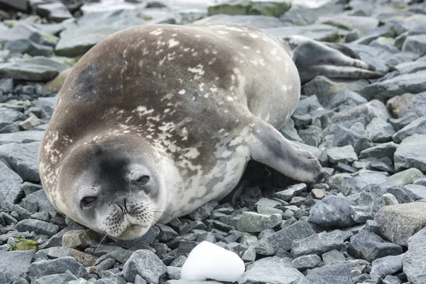 Jovem selo Weddell descansando sobre as rochas de uma pequena ilha antártica — Fotografia de Stock