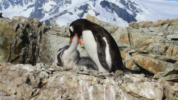 Kvinnliga Gentoo penguin utfodring kycklingar sittande i ett rede solig sommardag — Stockvideo