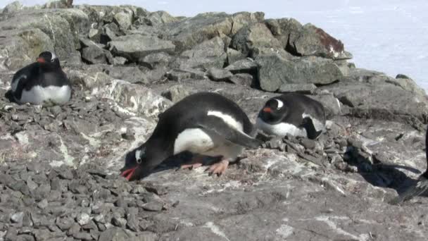 Manliga Gentoo penguin som bär stenar i boet från en närliggande tomma boet — Stockvideo