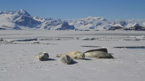 Les phoques crabiers de groupe reposent sur le détroit de glace près de la péninsule Antarctique — Video