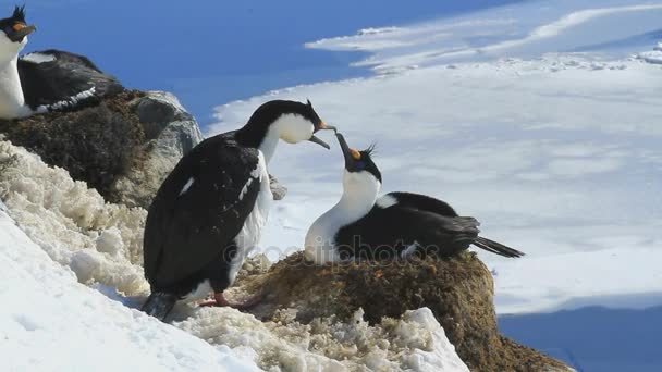 Płci męskiej i żeńskiej niebieskooka Kormoran Antarktycznego w pobliżu nest — Wideo stockowe
