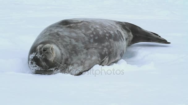 Phoque de Weddell dormant sur la glace du détroit entre les petites îles de l'Antarctique — Video