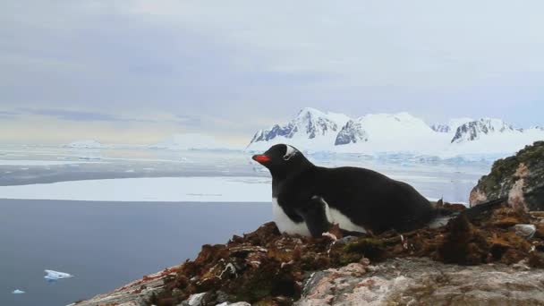 Tučňák oslí sedí v hnízdě na útesu na pozadí oceán a hory Antarktický poloostrov — Stock video