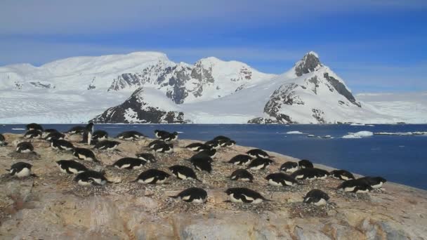 Kis kolónia Adlie pingvinek a háttérben, a hegyek és az óceán, az Antarktisz-félsziget nyugati partján — Stock videók