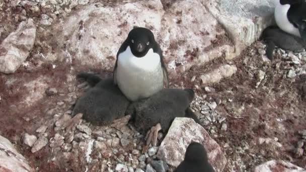 Weibchen adelie pinguin sitzt in der Nähe eines Nestes, in dem zwei große Küken an einem bewölkten Tag — Stockvideo