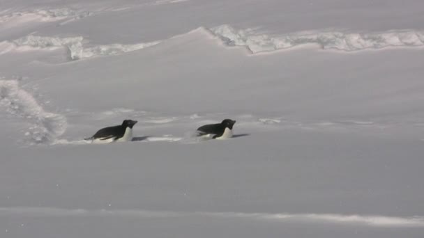 Dois pinguins Gentoo para rastejar em suas barrigas nas terras virgens da Antártida — Vídeo de Stock