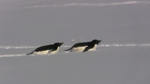 Twee Adéliepinguïn glijden over de sneeuw op zijn buik in de Antarctische wateren — Stockvideo