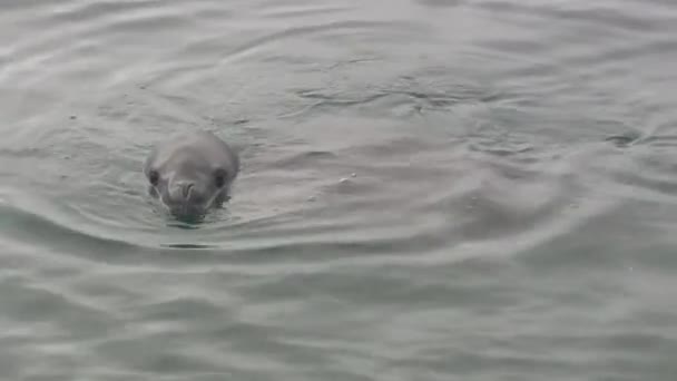Zeeluipaard zwevend langs de kust in de wateren van Antarctica — Stockvideo
