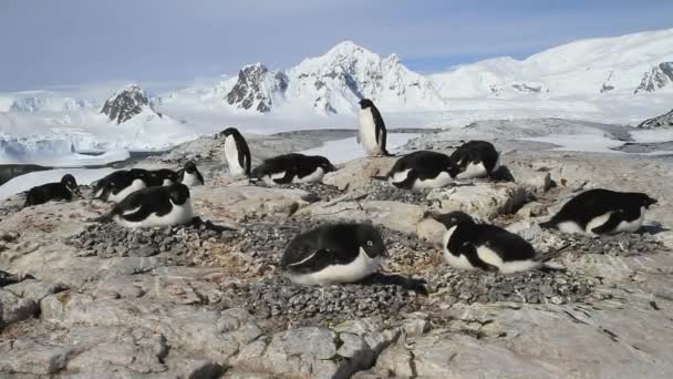 Колония пингвинов Адели на острове на фоне гор Антарктического полуострова — стоковое видео