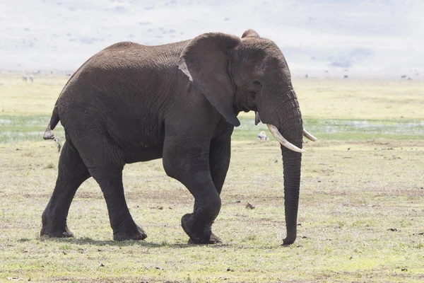 Grande elefante africano macho caminhando no dia ensolarado savana — Fotografia de Stock