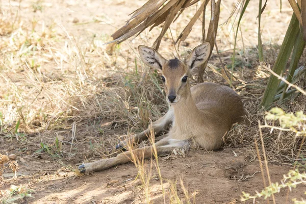 stock image oribi cub lying under a palm tree a hot sunny day