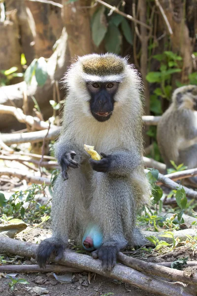 Vervet Monkey Sale sitting on the ground and eat a piece of f — стоковое фото