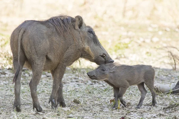 COMMON WARTHOG female and cub in savanna encountered a hot day — Stock Photo, Image