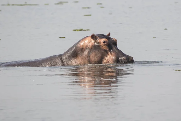 Hipopótamo levantou a cabeça acima da água em uma tarde quente — Fotografia de Stock