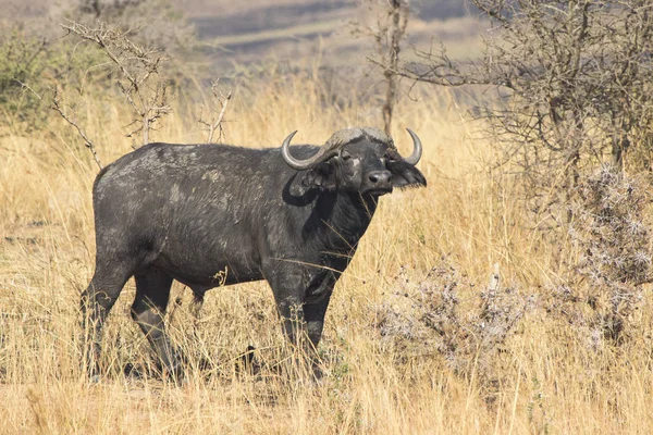 Afrikanischer Büffel steht an heißen Tagen in der Buschsavanne — Stockfoto