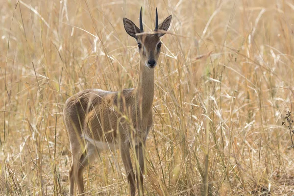 Manliga antilop oribi stående mitt i torrt gräs i s — Stockfoto