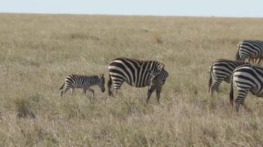 Yeni doğmuş bir yavru küçük sürüler birlikte ova boyunca yürüyüş ile zebra mare