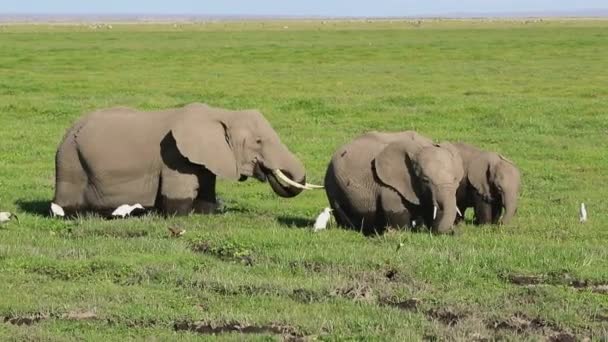 Cuatro elefantes africanos alimentándose en el pantano en un día caluroso — Vídeo de stock