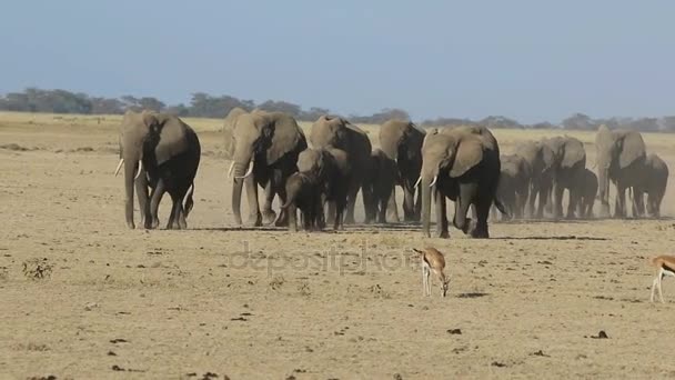 Gregge di elefanti che attraversano la savana essiccata dove pascola la gazzella di Thompson — Video Stock