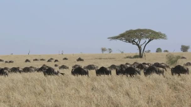Stádo divokých husí procházky mezi vysoké suché trávě savany Serengeti v období sucha — Stock video