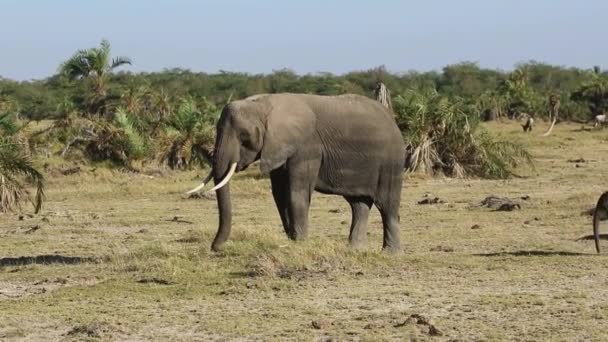 Elefante y elefante comiendo hierba en un oasis en la sabana en la estación seca — Vídeo de stock