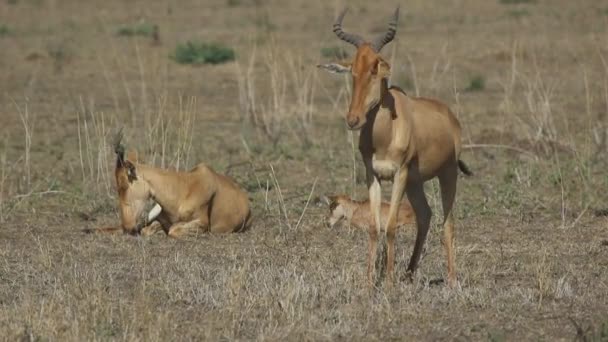 Família de Colas Hartebeest descansando em um dia quente em uma savana seca — Vídeo de Stock