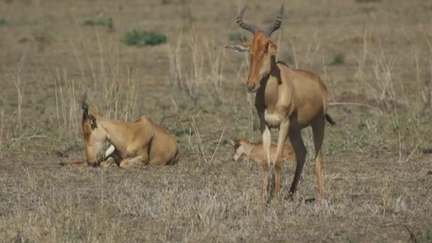 Семья кока-колы Hartebeest отдыхает в жаркий день в сухой саванне — стоковое видео