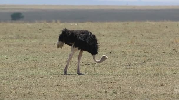 Avestruz macho caminando con un día caluroso sobre una sabana seca y comiendo hierba — Vídeo de stock