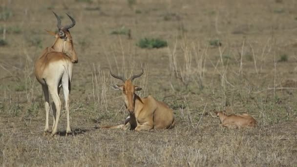 男性、女性およびカブ コークス ハーテビースト乾燥サバンナで暑い日に休んで — ストック動画