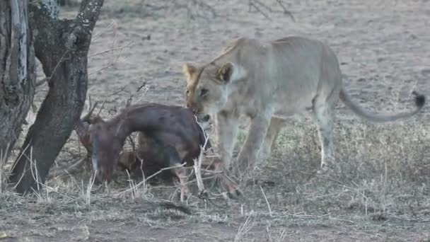 Lioness who takes out the remains of an antelope marsh from under the branches under a tree in a hot evening — Stock Video