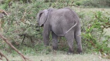 Akasya ormanda geri duran ve bu yapraklarından yağmurlu bir günde yeme bir fil