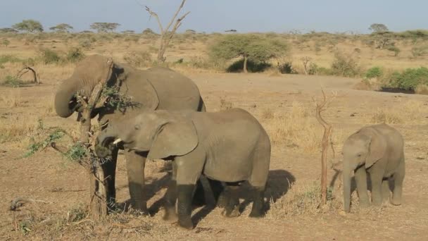 Τρεις ελέφαντες που τρώει τα υπολείμματα των φύλλων ενός δέντρου ξηρού σπασμένα ακακίας — Αρχείο Βίντεο