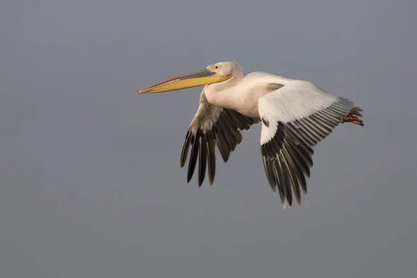 Great white pelican flying over Lake Nakuru in the equatorial ev — Stock Photo, Image