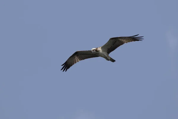 Osprey flotando en el cielo azul sin nubes del este de África — Foto de Stock
