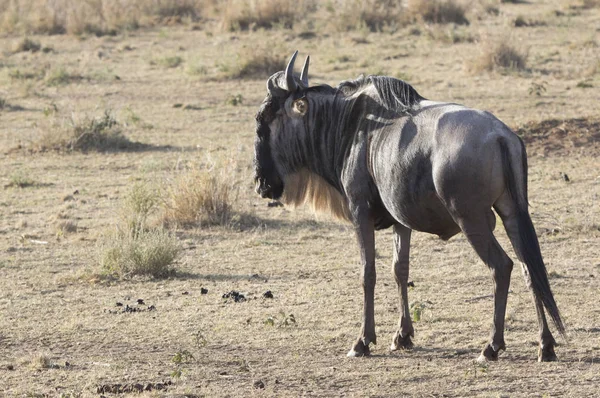 Männliche Antilopen-Gnus stehen seitlich an einem heißen, sonnigen Tag in — Stockfoto