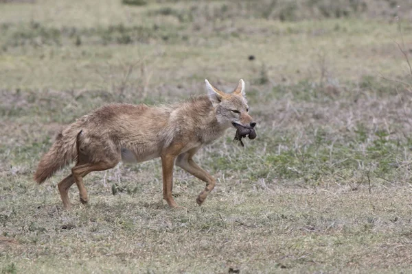 Afryki złote wilka, który idzie na sawannie i nosi w jamie ustnej — Zdjęcie stockowe