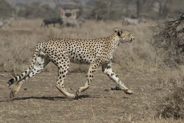 Male cheetah running across the savannah against the background