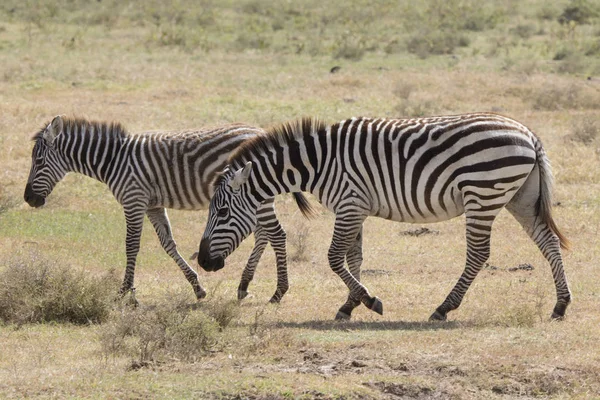 Mare e potro zebra andando ao lado dos rebanhos na savana seca — Fotografia de Stock