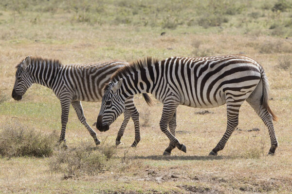 Mare and foal zebra walking next to the herds in the dry savannah on a hot day