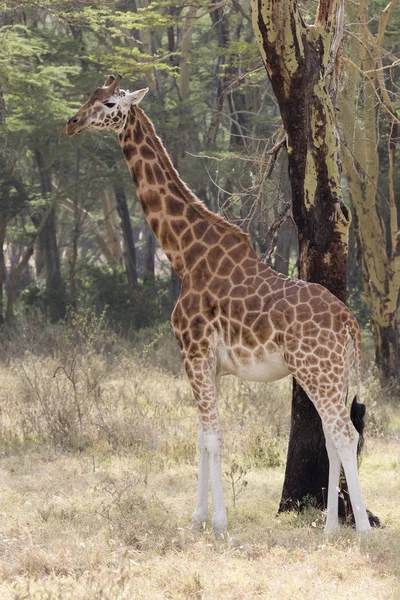 Мужчина жираф, который стоит в тени акации в саванне — стоковое фото